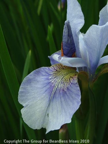 Soft Blue 2